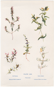Red Bartsia, Yellow Rattle, Red and White Lousewort, Penny-royal, Common Yellow Cow-wheat